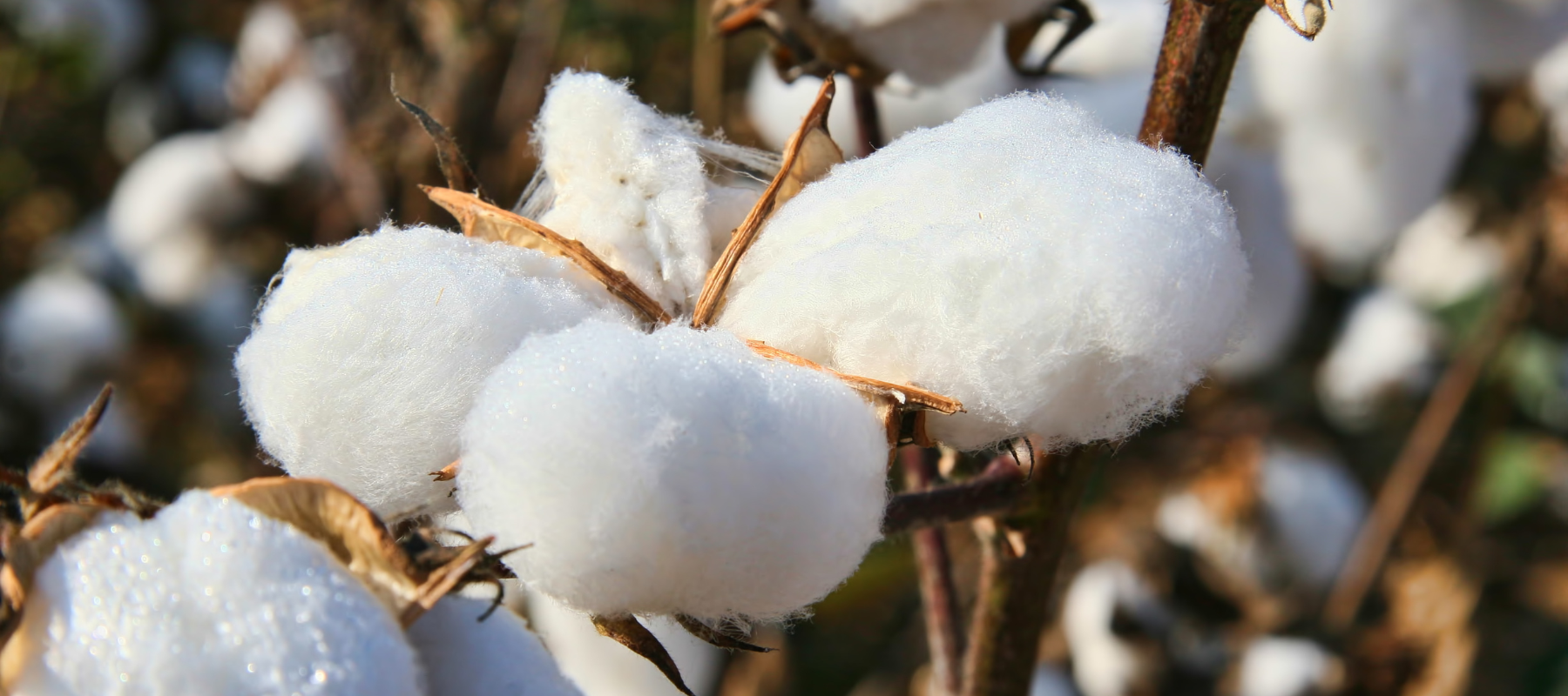 Egyptian Cotton